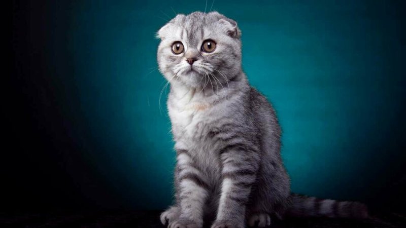 Скоттиш фолд