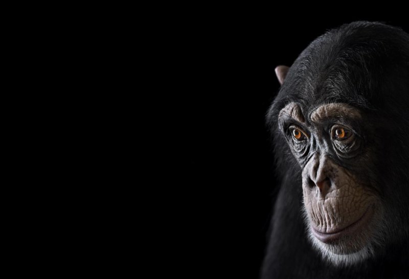 Обезьяна на темном фоне