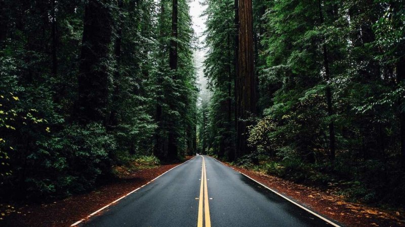 Дорога в лесу