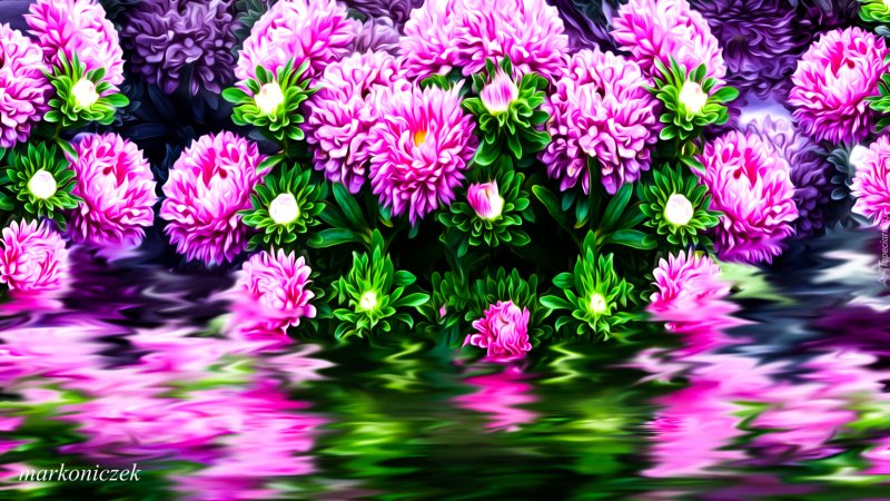 Цветок Астра.