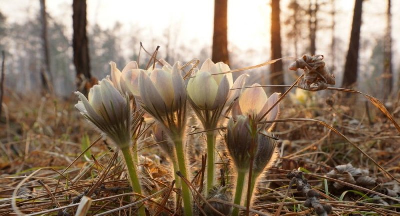 Утро Пробуждение природы