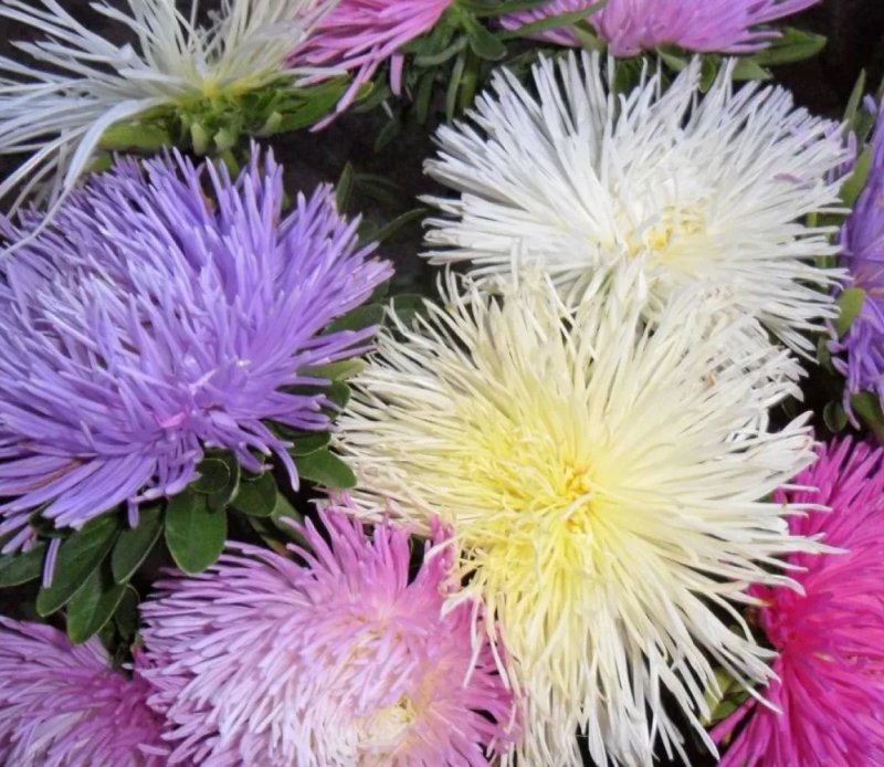 Астра игольчатая Уникум