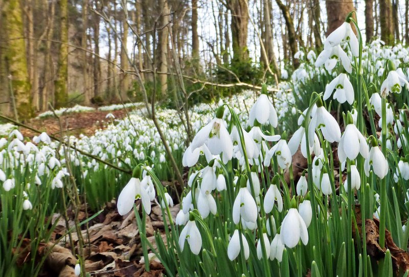 Пролеска первоцвет весенний