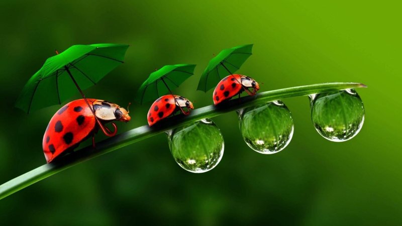Божьи коровки