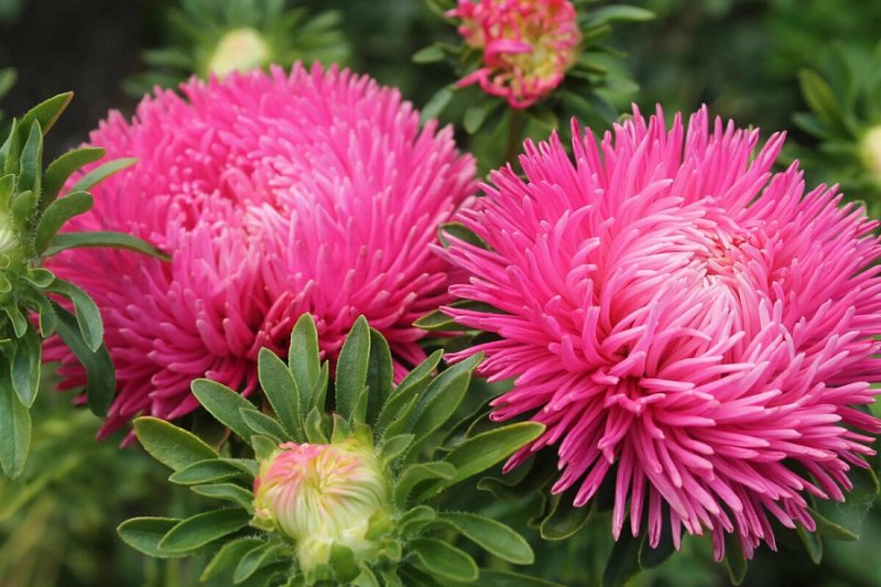 Астра Джувел турмалин