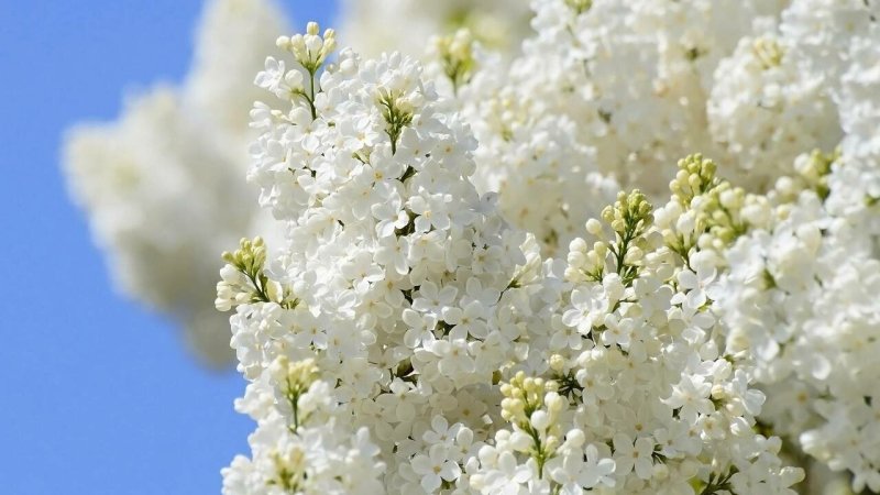 Сирень белая "Александра Котова"