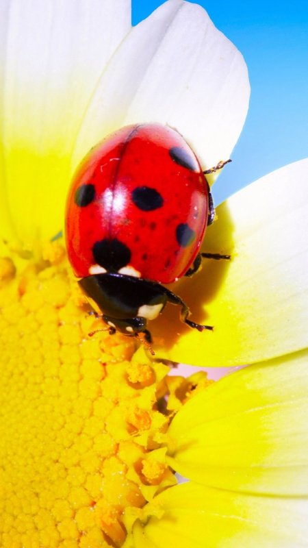 Божья коровка на ромашке