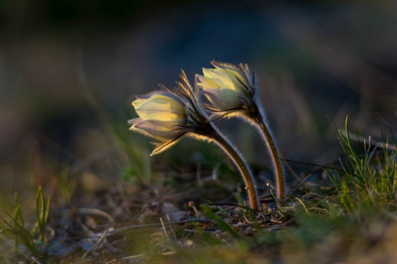 Весеннее Пробуждение природы