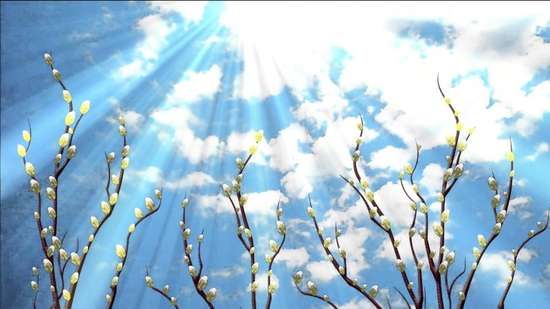 Верба Церковь Вербное Воскресение