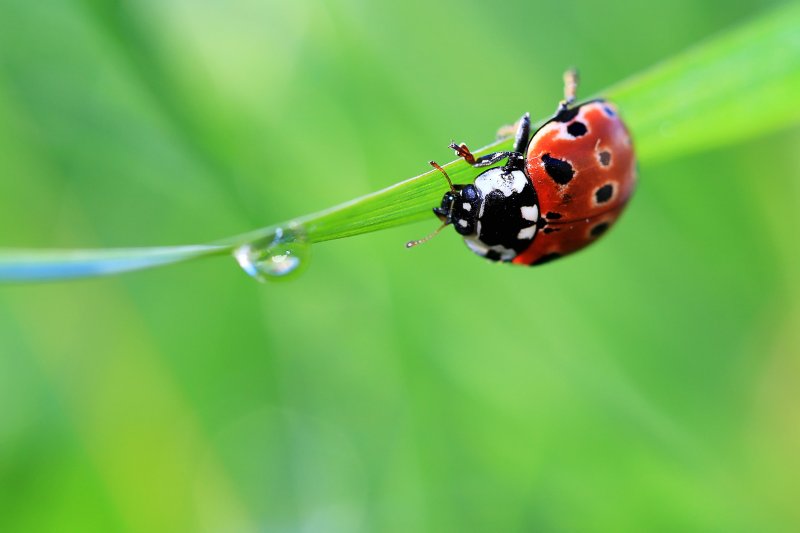 Ladybug Божья коровка