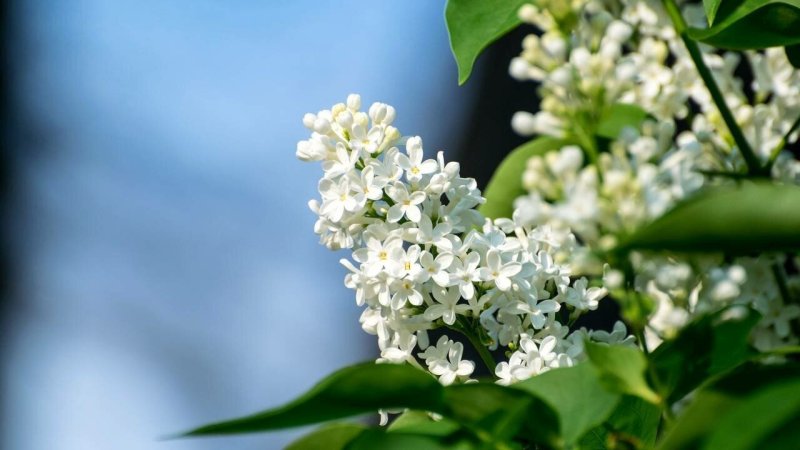 Белая сирень пятилистная