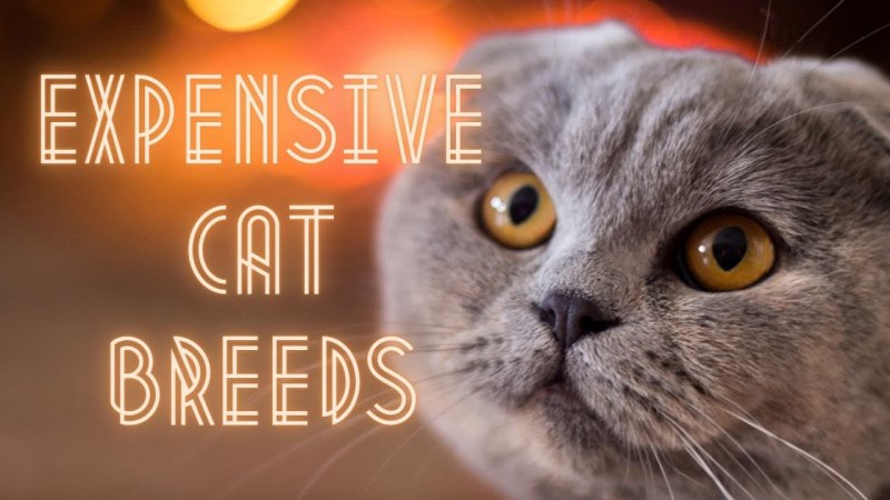 Скоттиш-фолд Шотландская