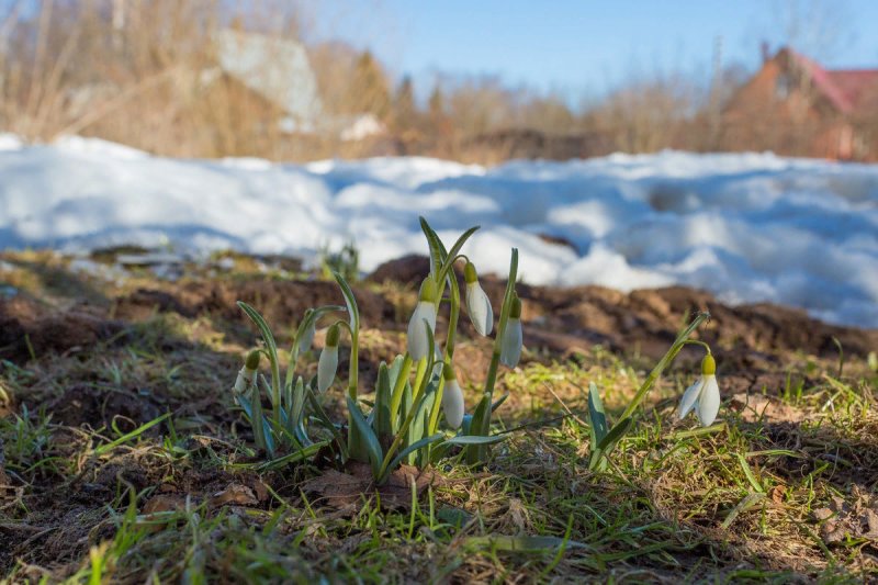 Ранняя Весна