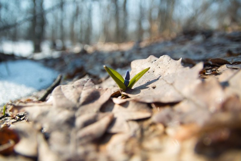 Ранняя Весна