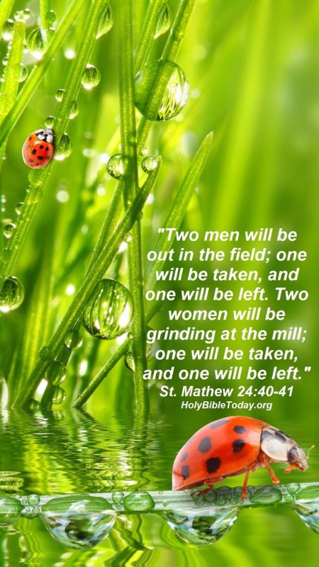 Божья коровка заставка