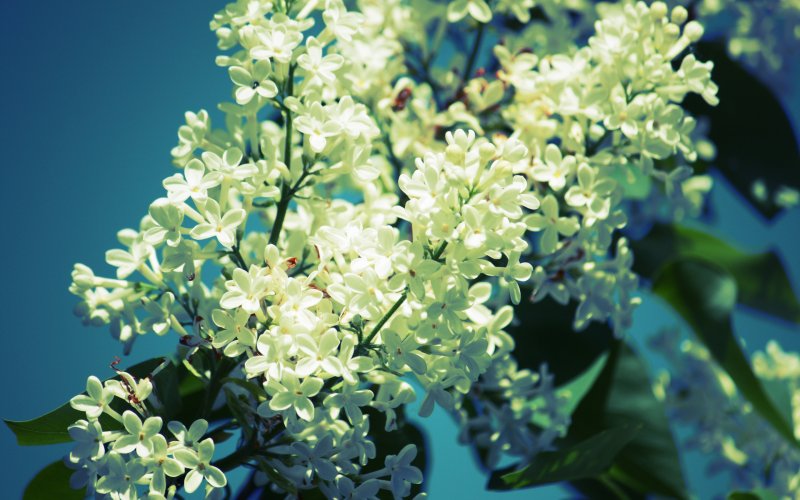 Белая сирень