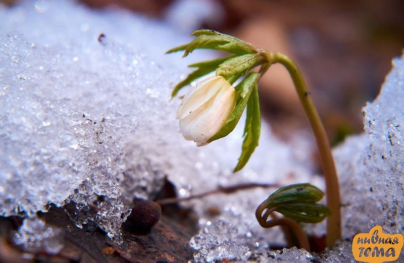 Росток подснежника