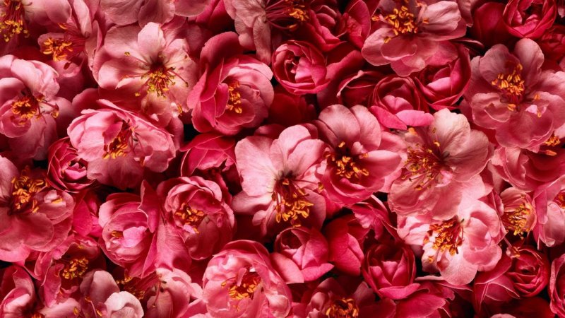 Пинк Флауэр