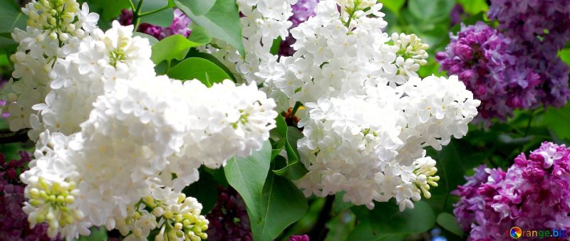 Сирень Примроуз