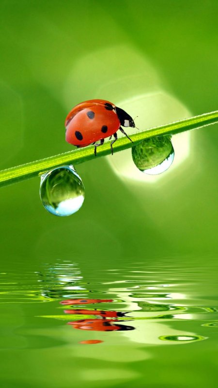 Лето Божья коровка