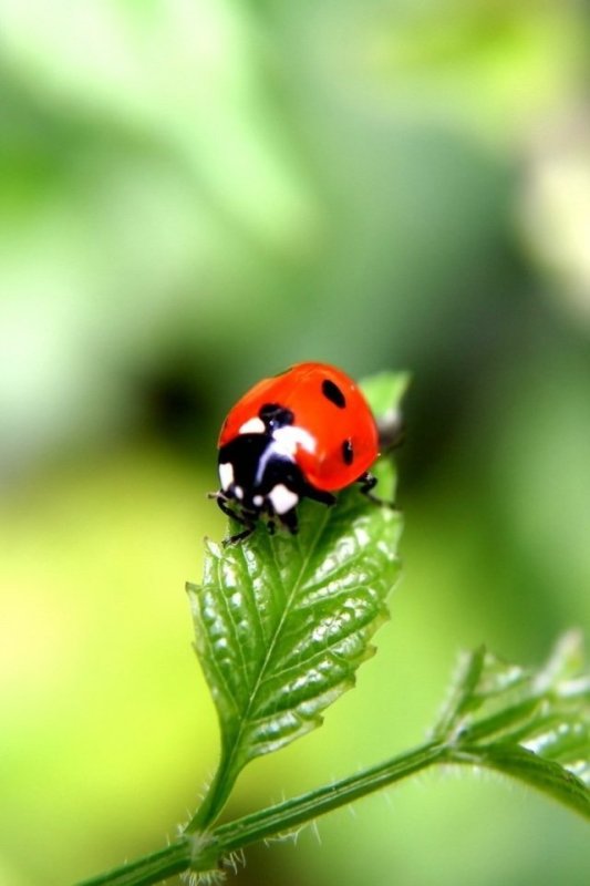 Божья коровка на листике