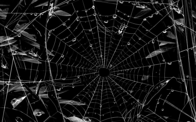 Паутина черная