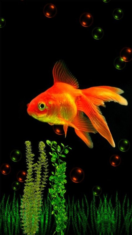 Рыба Золотая рыбка