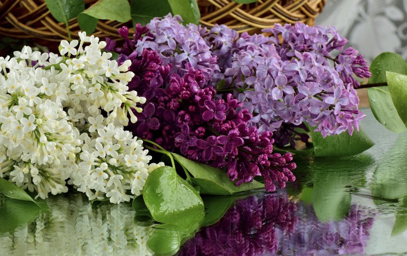 Сирень Вильгельм Пфитцер