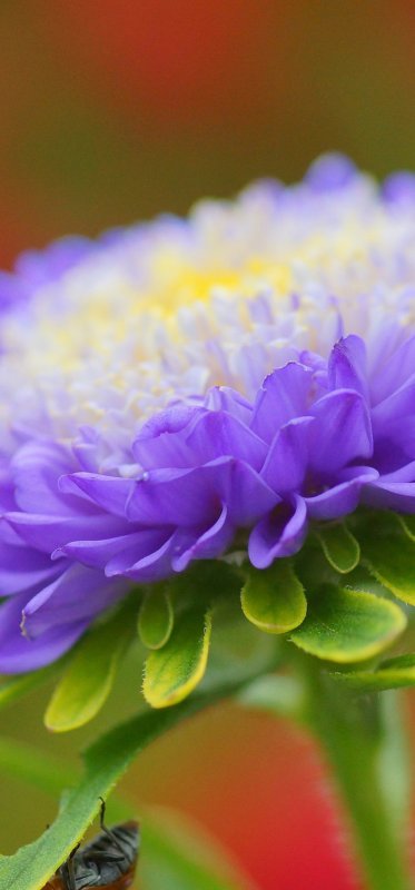 Астра пионовидная