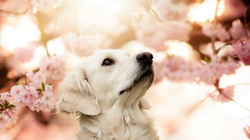 Красивые заставки с животными