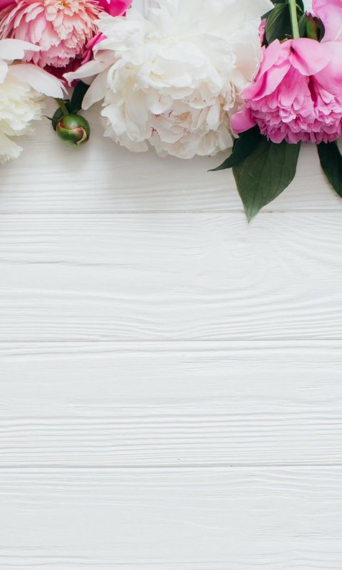 Пионы на белом фоне