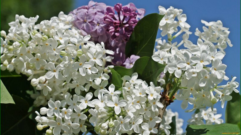 Сирень обыкновенная Катерина Хавемейер