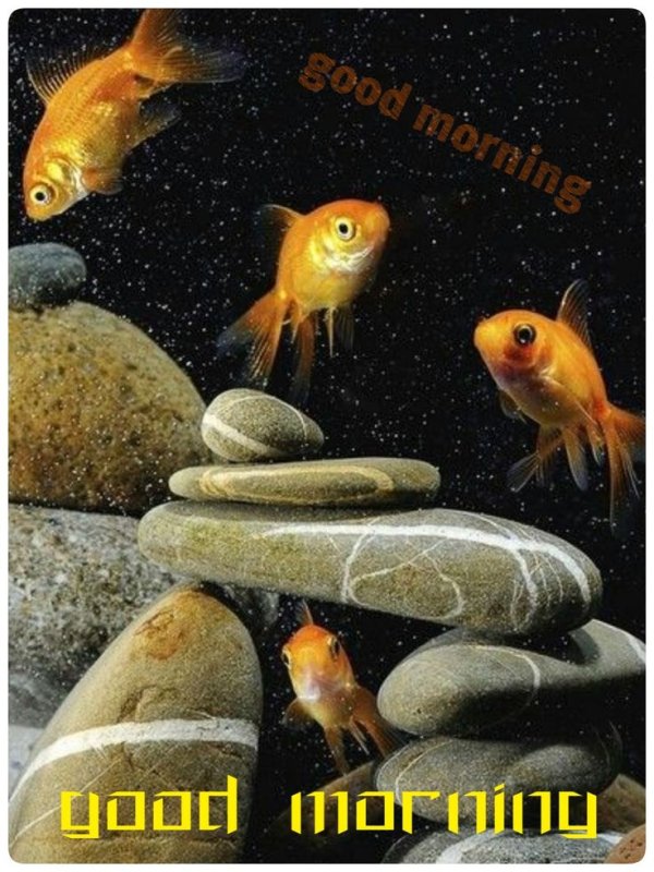 Золотая рыба