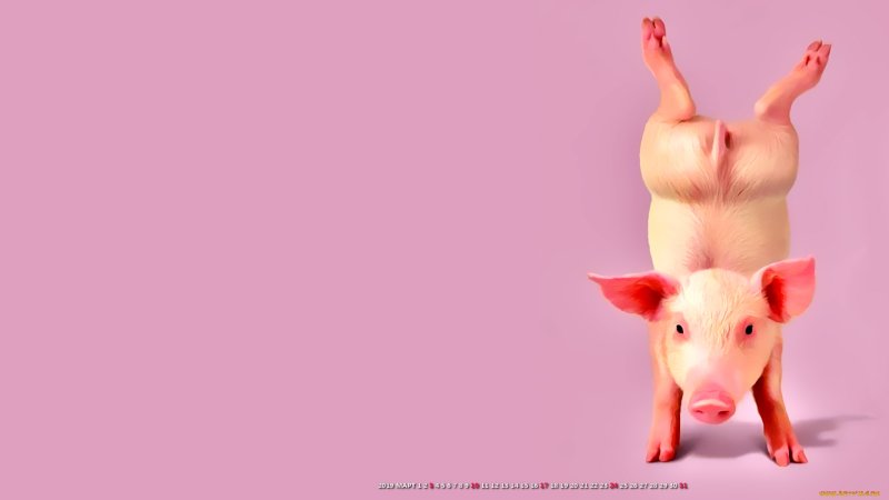 Обои со свинками