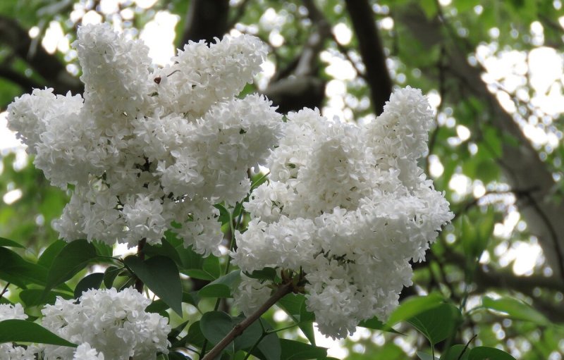 Сирень и черемуха