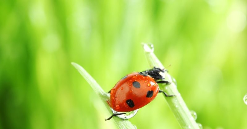 Божья коровка отряда жесткокрылых