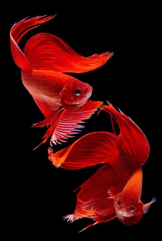 Карп кои вуалехвост