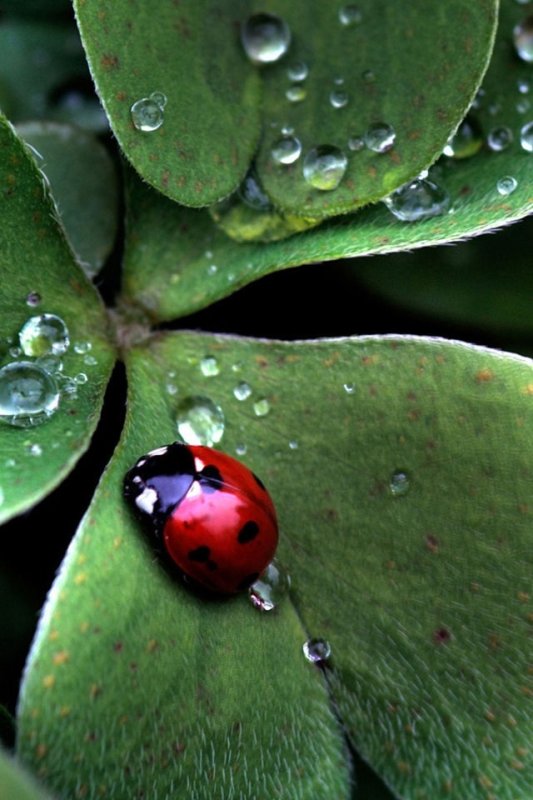 Клевер четырехлистный Божья коровка