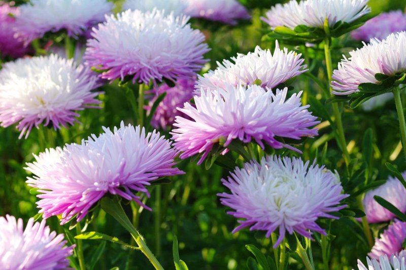 Астра бордюрная