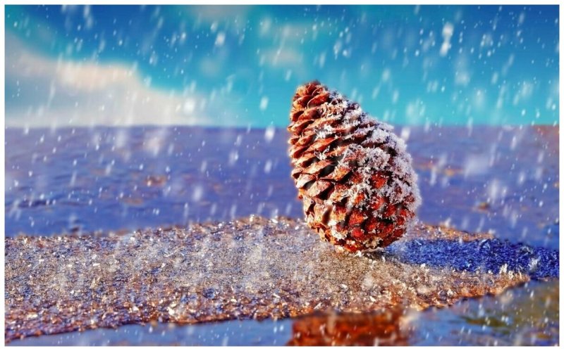 Макросъемка природа