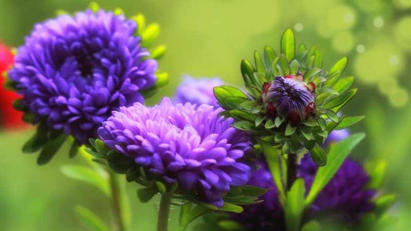 Астра зелень