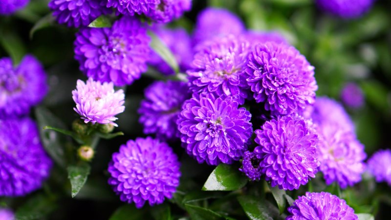 Астра пионовидная фиолетовая