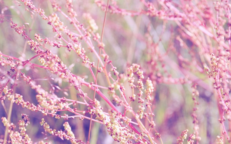 Пастельный розовый