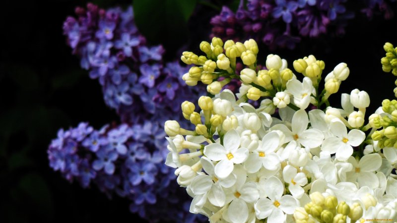 Весна сирень