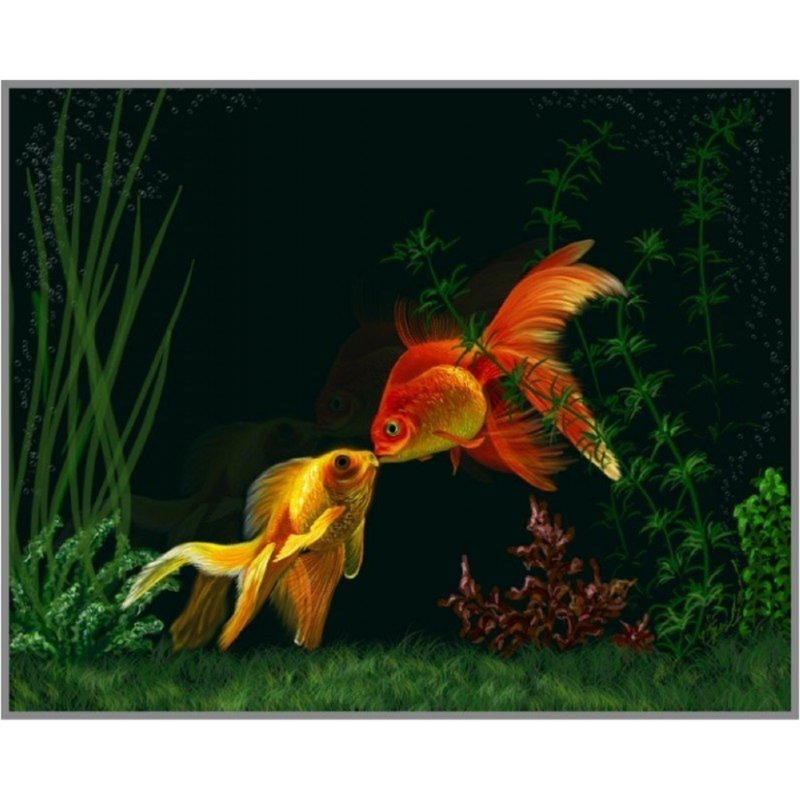 Золотая рыбка аквариумная