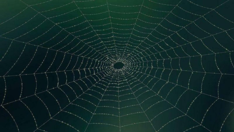 Паутинная сеть паука