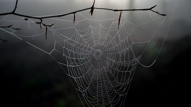 Обои на рабочий стол паутина