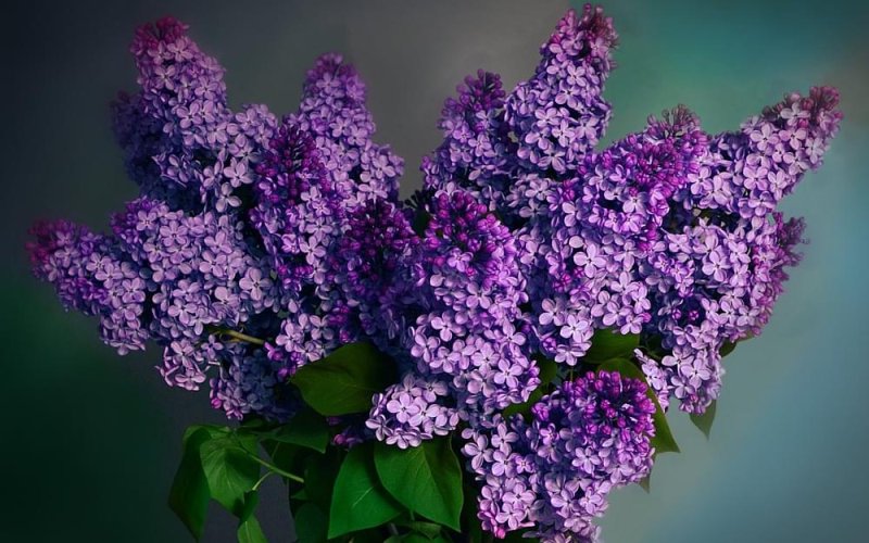 Сирень Анна Шиач