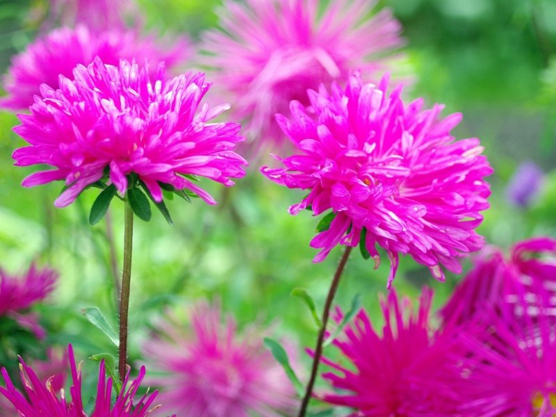 Астра Фламир розовая