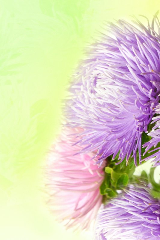 Астры в букете фон